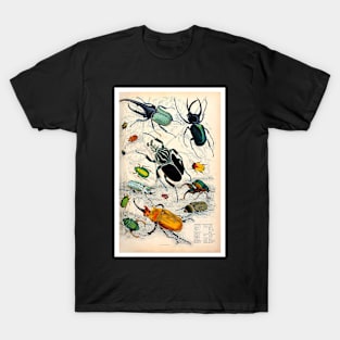 Orderv. Coleoptera | Beetles Print T-Shirt